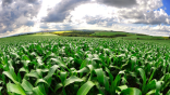 A cornfield in Minas Gerais, Brazil