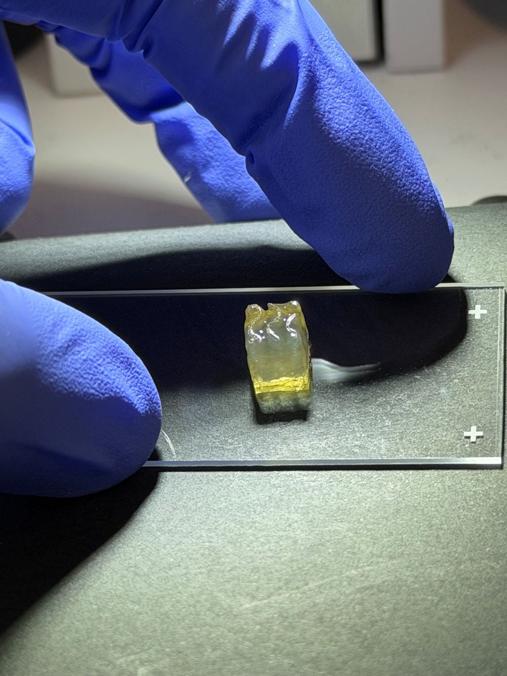 Auxilium Prints Kidney, Liver And Cartilage Tissues On ISS