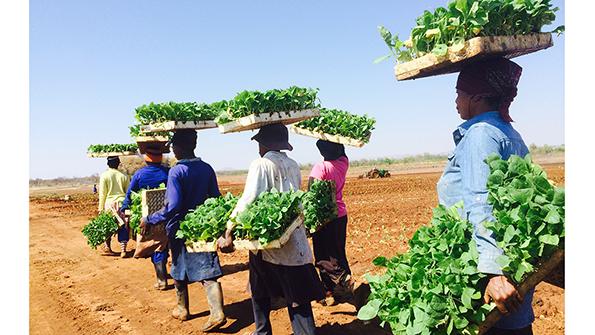 South African farmers carrying crops