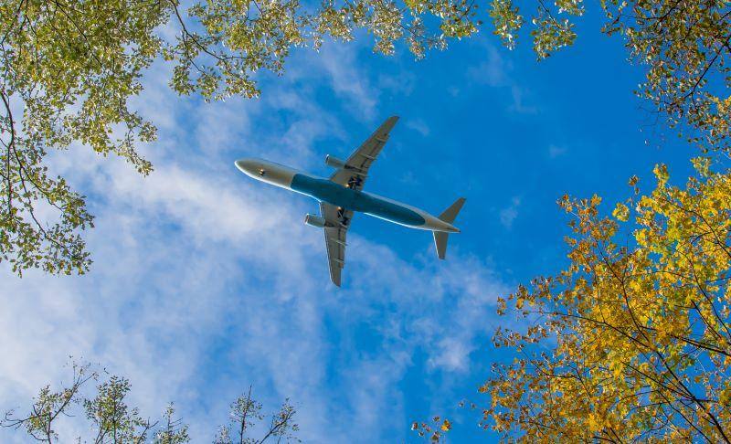 plane beneath trees