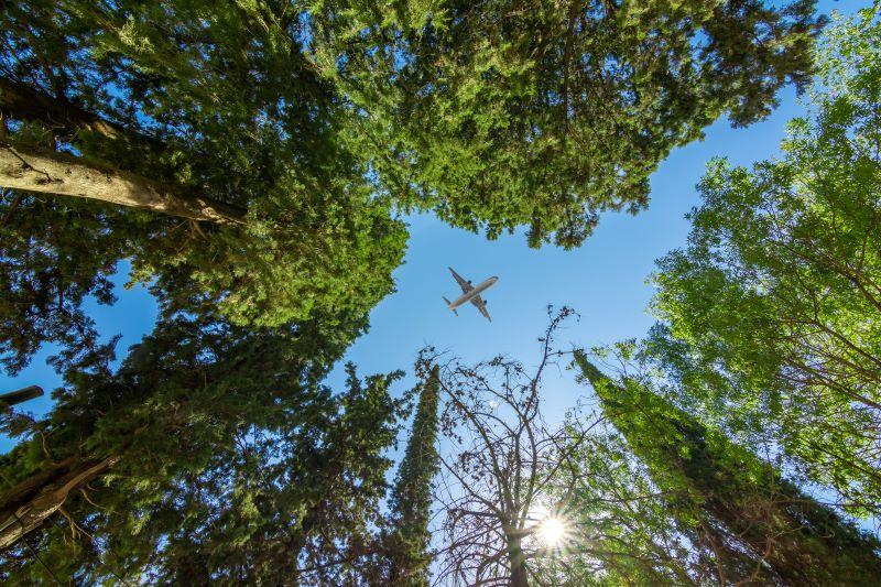 plane flying over trees