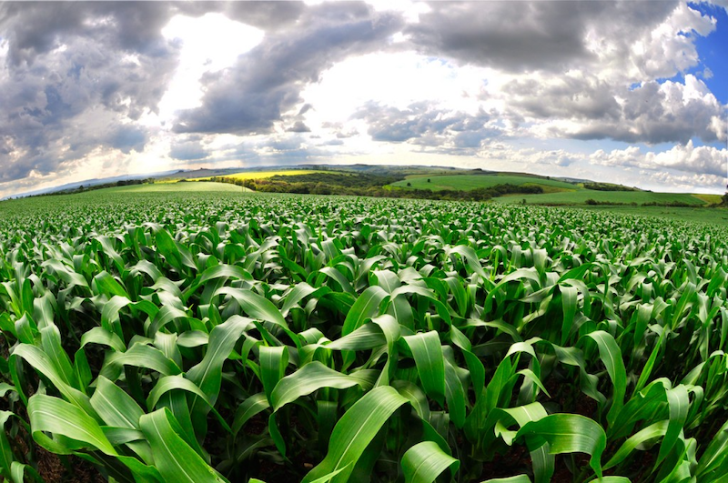 A cornfield in Minas Gerais, Brazil