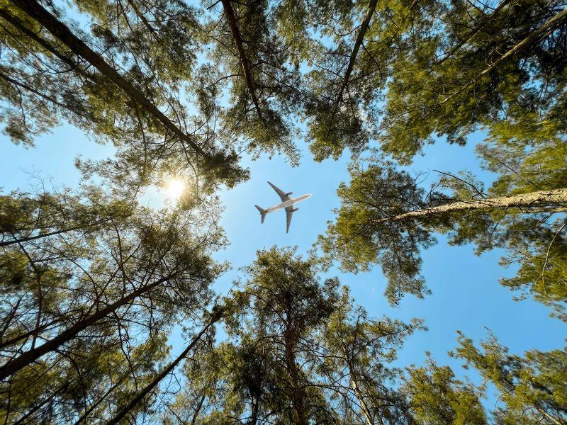 trees and airplanes