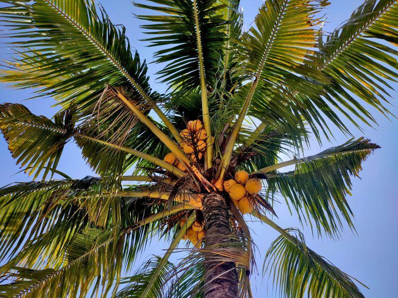 Indonesia Eyeing SAF terbuat dari buah kelapa