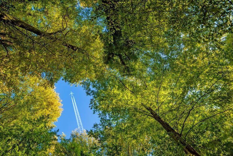 airplane over trees