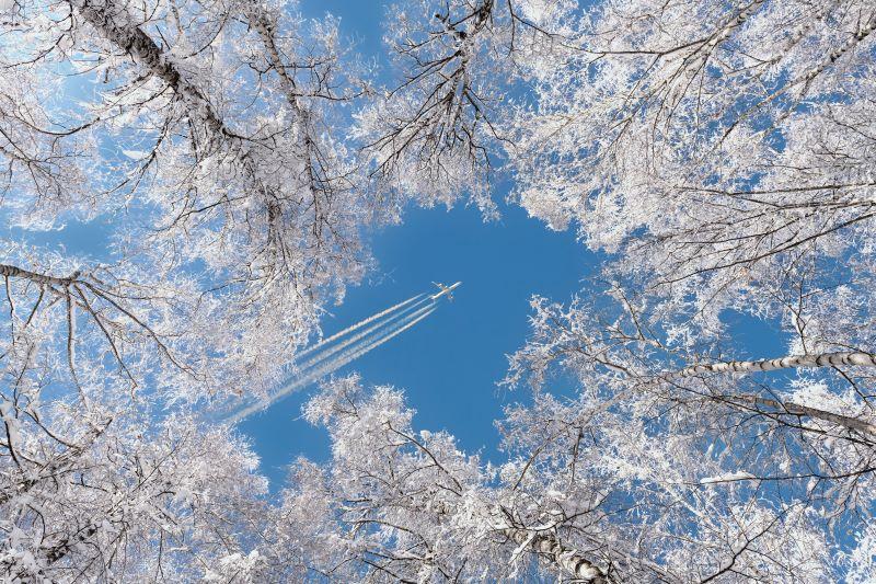 airplane over trees