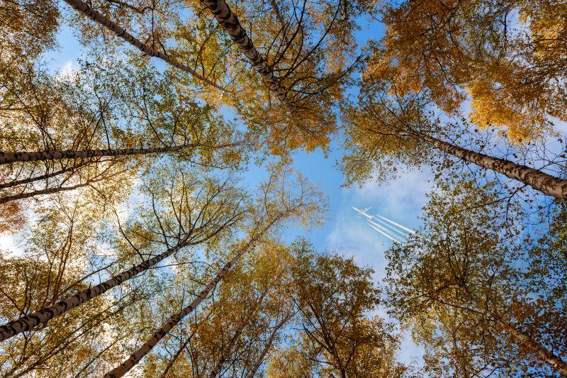 airplane over trees in autumn