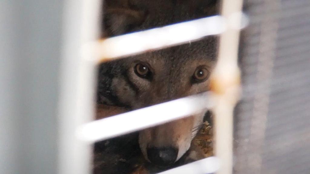 coyote peering between bars