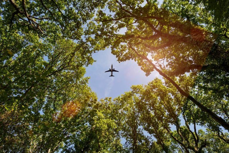 Airplane flying among a canopy of trees