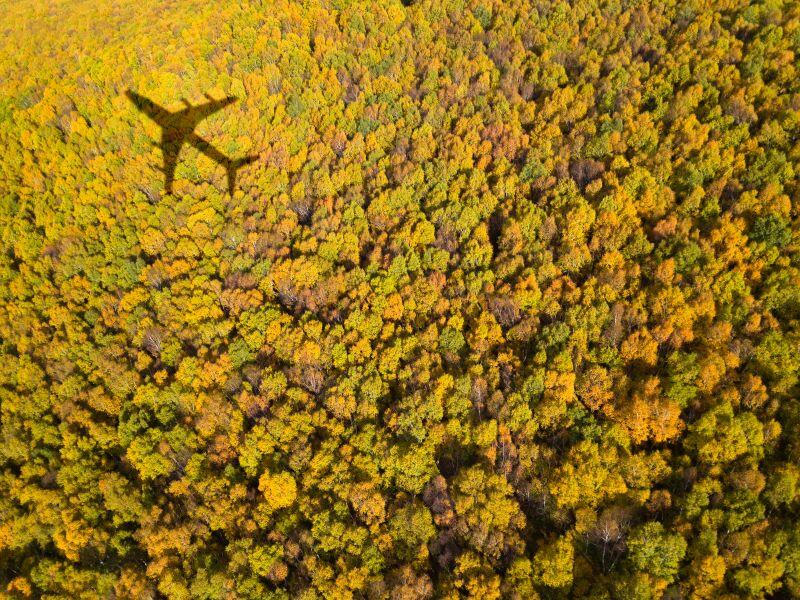 plane over trees