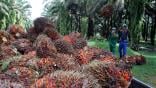 Workers harvest palm oil fruits in Indonesia
