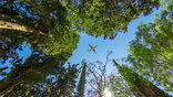 airplane flying above trees in a forest