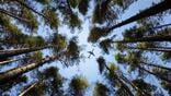 Aircraft flying above trees