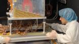 engineer in lab coat reaches toward electronics cabinet with circuit boards and wires