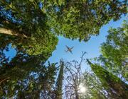 plane flying over trees