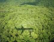 airplane over trees