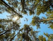 airplane flying above trees