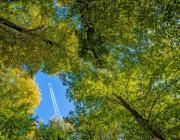 airplane over trees