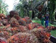 Workers harvest palm oil fruits in Indonesia