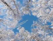airplane over trees