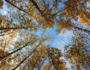 airplane over trees in autumn