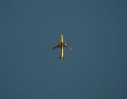 Spirit Airlines aircraft inflight