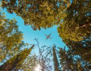 Airplane flying over autumn trees