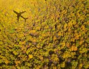 plane over trees