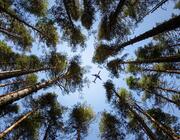 Aircraft flying above trees