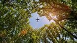 Airplane flying among a canopy of trees